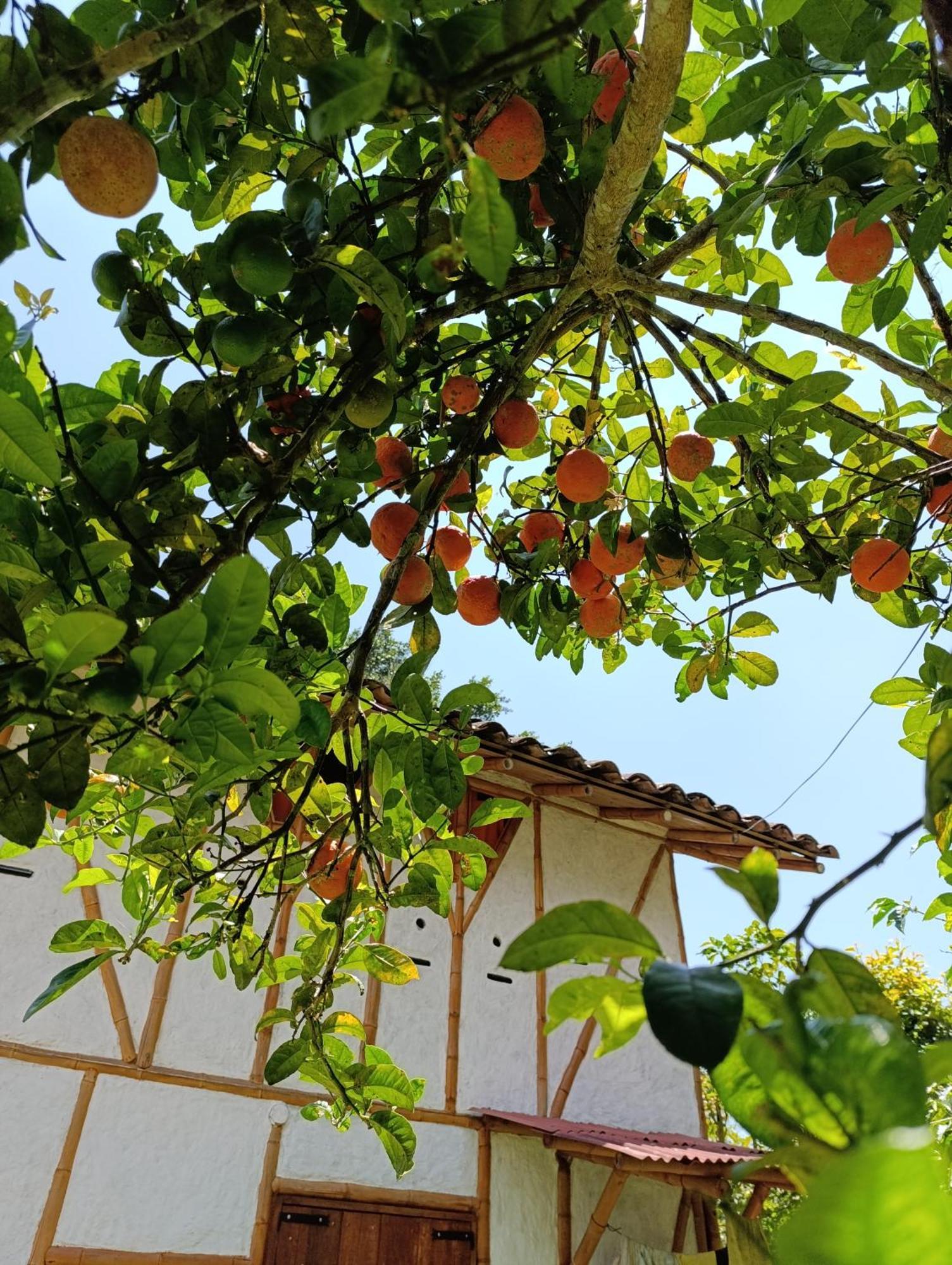 Casa Entera Finca Cometa San Agustín 외부 사진